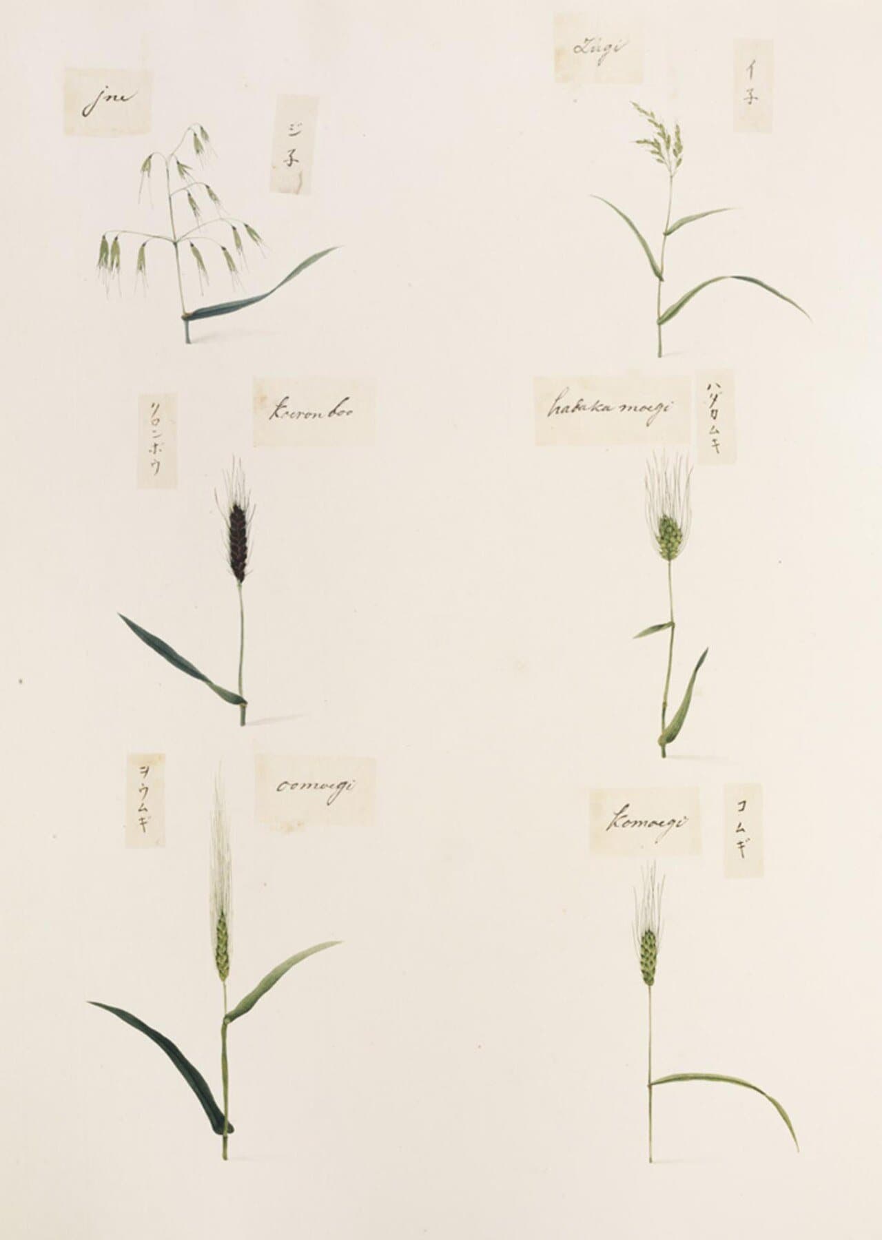 江戸時代の植物画。白い紙に、穂の形の違う数種類の麦や稲が並べて描かれ、名前を書いた小さな紙片が添えられている