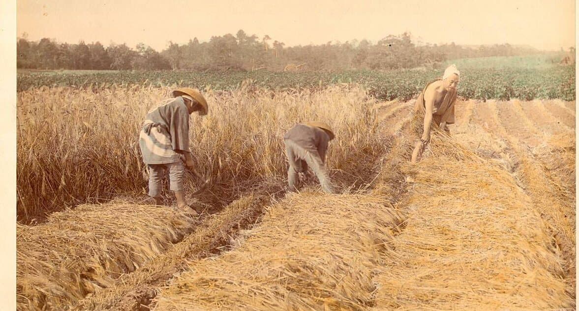 明治時代の手彩色写真。実った大麦の畑で、菅笠をかぶった人たちが鎌で麦を刈り、刈った麦が畝に沿って並べられている